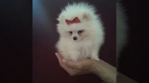 Купить шпица в Тольятти