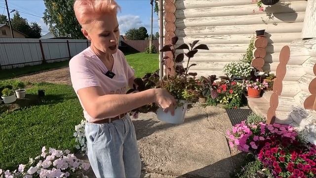 КОЛЕУС ПЛЕКТРАНТУС КАК СОХРАНИТЬ КОЛЕУС ЗИМОЙ