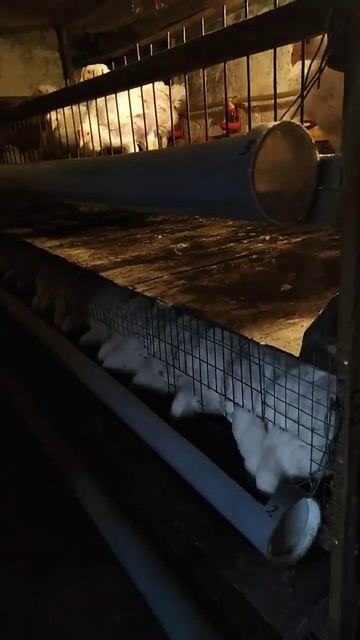 бройлеры #заработок #клеткадлябройлеров смотреть онлайн