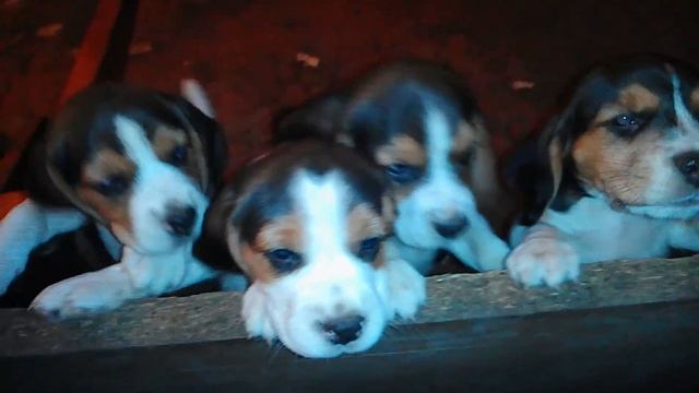 Бигль щенки смотреть онлайн