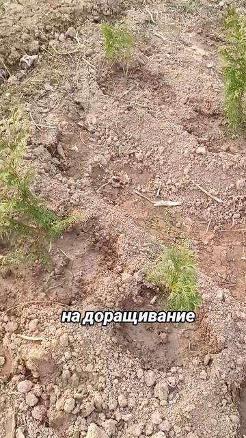 #декоративныерастения #туя #смарагд #дача #доращивание