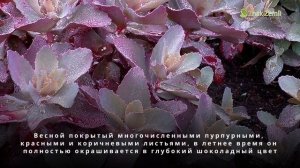 Очиток гибридный Cherry Truffle