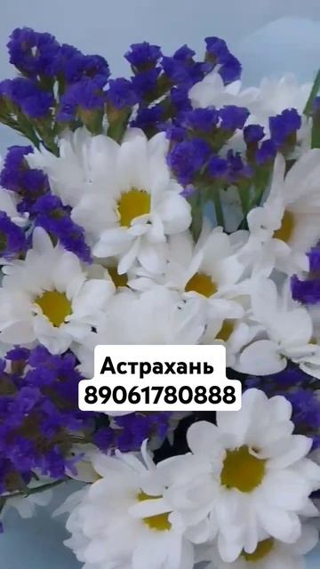 #ромашки #полевыецветы #цветы #цветыастрахань #астраха
