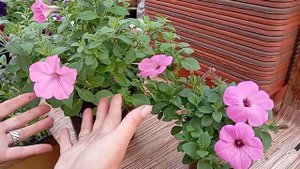 Почему не растет петуния?