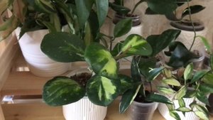 ХОЙИ | + 23 сорта в коллекции