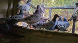 #голуби #pigeon #хорошеенастроение  Что есть сейчас у меня