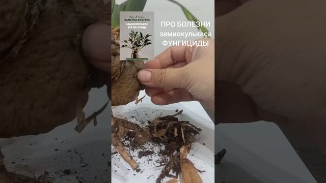 СУХИЕ, повреждённые КОРНИ  замиокулькаса. Очистка клу?