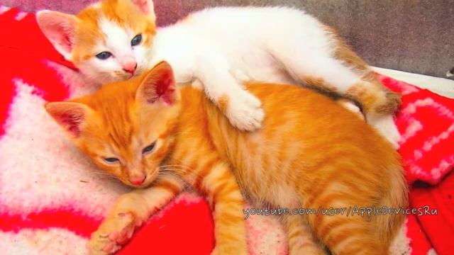 Смешные милые котята, маленькие котики