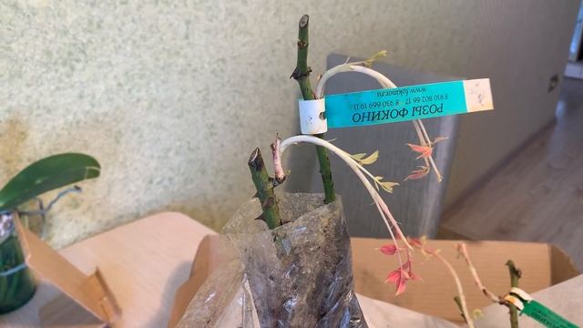 Посылка из питомника роз Фокино. Почта России против С смотреть онлайн