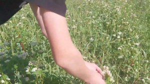 Как растёт Гречиха, гречка, гречишное поле.