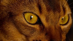 С точки зрения науки,какие эмоции у животных превалир?