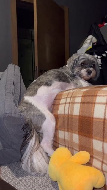 Самая лучшая 🤗🐕Ши-тцу))) #shortsvideo #смешныеживотные #шит