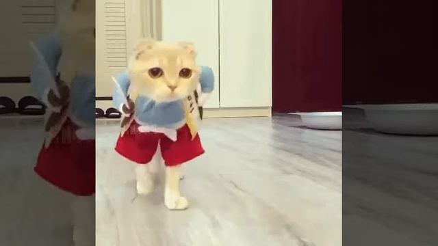 Кот василёк пошел в школу в 1 клас