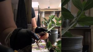 Реанимация гниющего замиокулькаса. Как спасти растен?