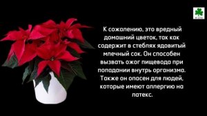Какие цветы нельзя держать дома: 10 опасных растений.
