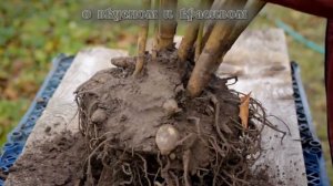 Георгины 🌼 Как правильно выкопать, промыть и просуши?