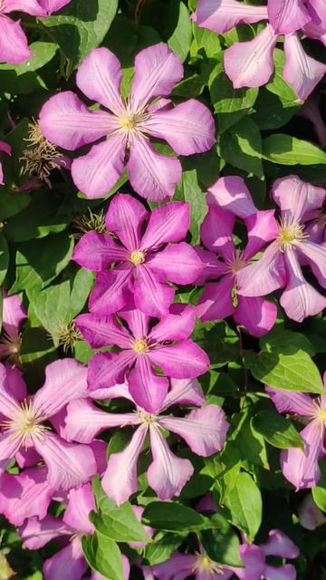 Клематис #весна #garden #сад #моицветы #моимиглазами #дляд?