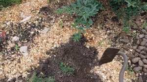 Седум лидийский или очиток, пересадка ползучего клеве