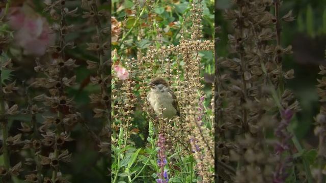 Воробей ест семена цветов смотреть онлайн