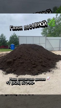 Газон посевной