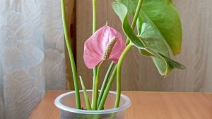 Антуриум Кавалли