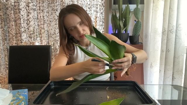 Сансевиерия трифасциата МИДНАЙТ ШАЙН (БЛЭК ДАЙМОНД). Р смотреть онлайн