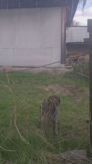 Злая собака. Весна. Огород.Алтайский край.