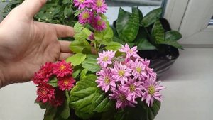 Вырастила астры на подоконнике. Результаты. #цветы #ог?