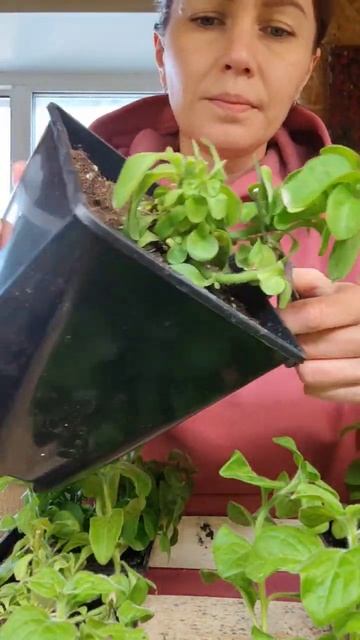 прищипка петунии . шар из петуний петунии тайдал при?