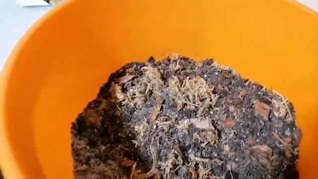 Простые шаги к здоровому росту СПАТИФИЛЛУМА дома. Пер? смотреть онлайн