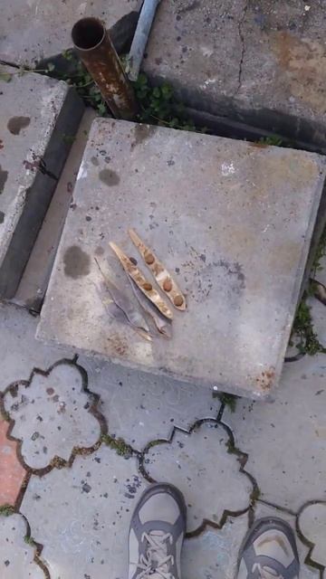 Глициния - извлечение семян смотреть онлайн