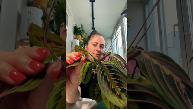 Маранта триколор (Maranta tricolor)