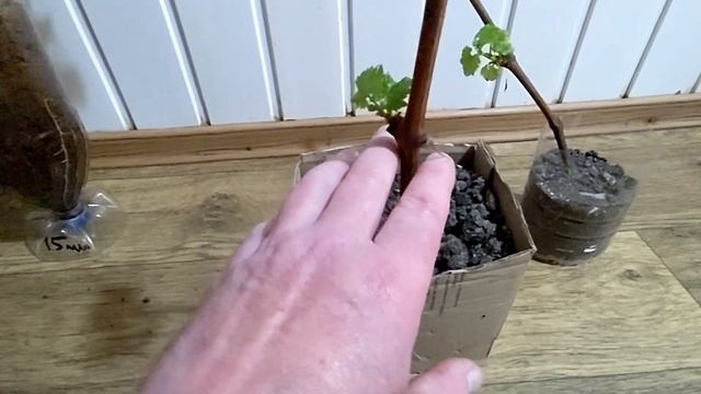 Советы,Укоренение, Контейнеры,Поливы, Высадка в откры? смотреть онлайн