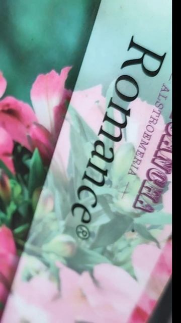 Alstroemeria Inticancha "Romance" / Альстромерия "Romance"