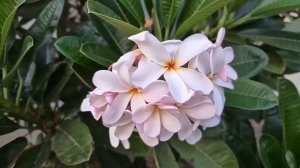 Муж бросил жену, ради беременной любовницы. Но когда о?