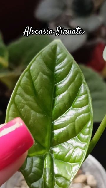 Новий листочок від #alocasia sinuata. #доглядзарослинами #кімн