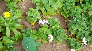 ПЕТУНИЯ ГРАНДИФЛОРА. ТАКАЯ РАЗНАЯ