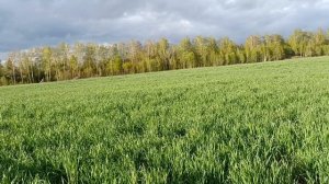 Июльская озимая рожь на 1-е мая