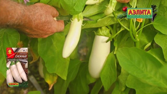 БЕЛЫЕ БАКЛАЖАНЫ с очень вкусными плодами! Сорт СНЕЖНЫ?