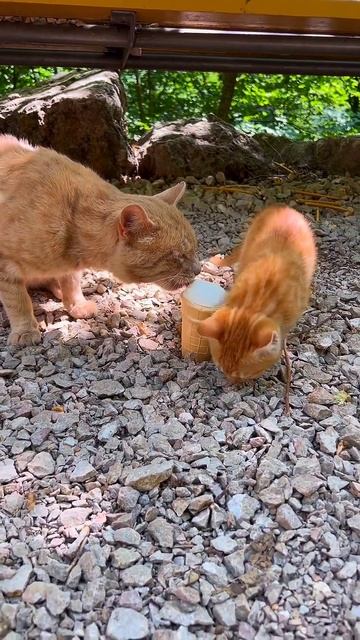 Вот это даёт рыжий! #shorts #animals #cats #рыжий кот #кот ест мор?