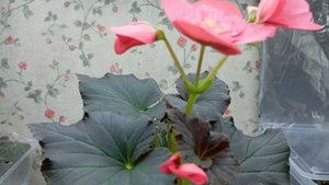Бегония Соления Дарк Пинк (Begonia Solenia Dark Pink)