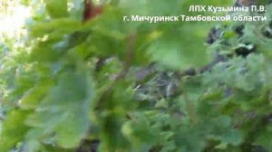 Крыжовник, сорт Серенада 13 07 2024