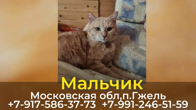 Пропал кот! Мальчик. Московская обл, п.Гжель