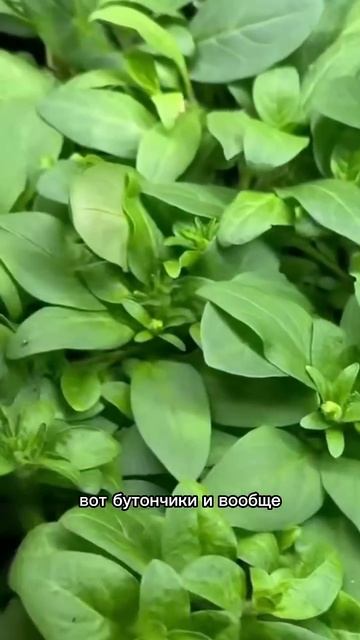 Питунья взошла за 10 дней просто чудо #garden #gardenlife #огоро? смотреть онлайн