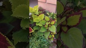 Колеусы в кашпо.#колеусы  #мечта #цветы #сад #гортензии