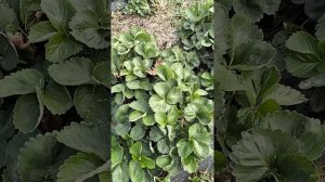 обзор клубники сорт Прими. продажа рассады Краснодарс