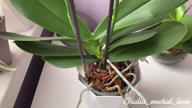 ПРО ПОЛИВ 💦 Как я поливаю орхидеи. #орхомания #orhid #flowers