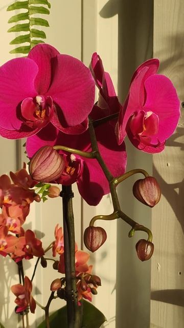Орхидея Big chili  #орхидеи #orchid #орхидеицветут #цветы #flowers