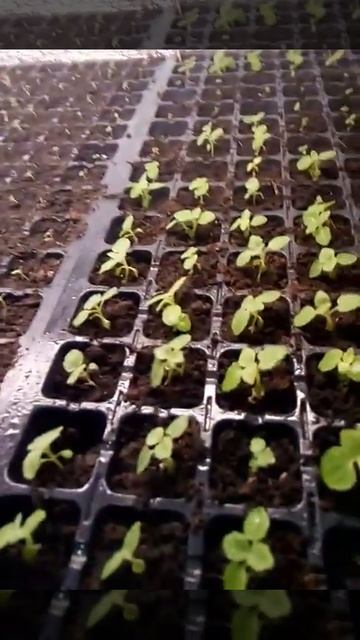 Павловния из семян .Весна 2019. смотреть онлайн