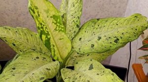 Диффенбахия "Камуфляж" размеры впечатляют!